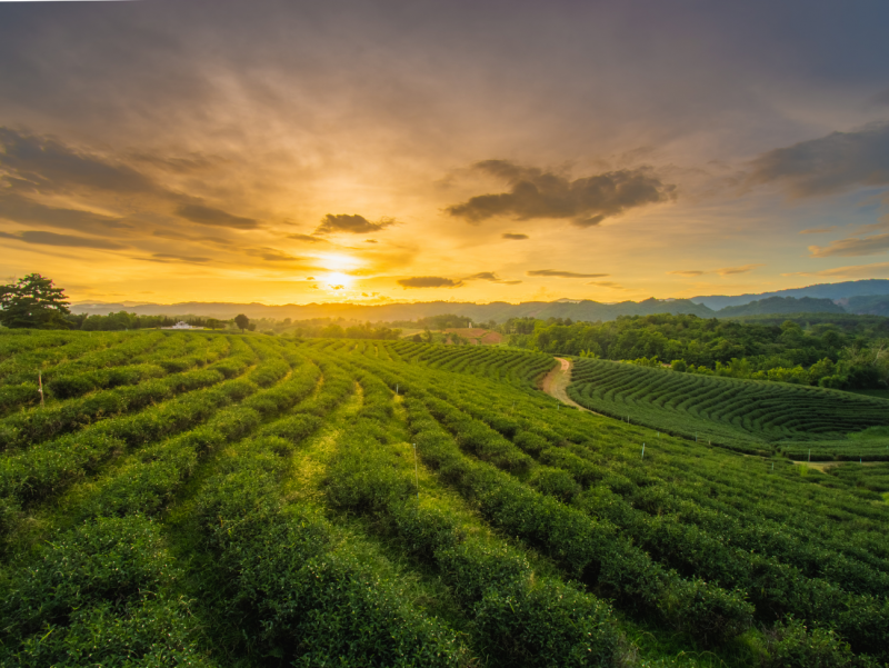 imagem de uma plantação