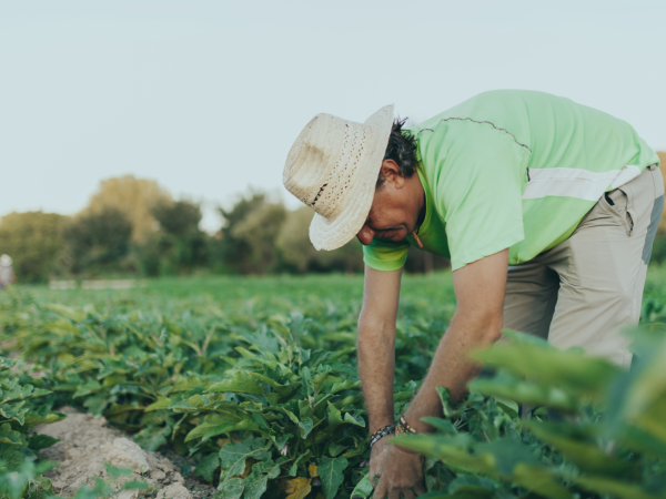 produtor rural no campo colhendo