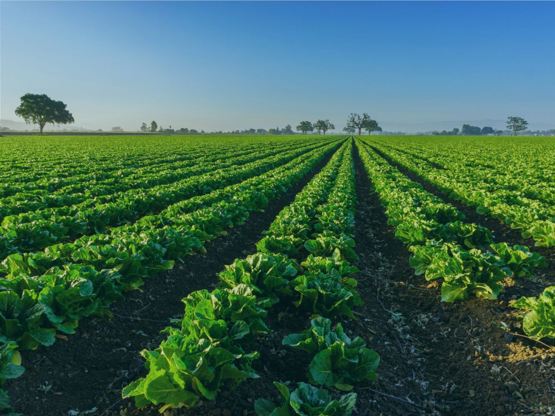 Reforma Tributária e Agronegócio: inovações
