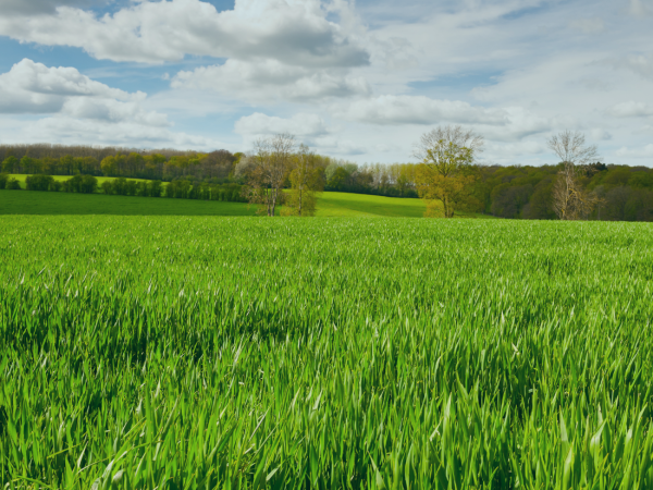 STF Decide Sobre Marco Temporal e Terras Indígenas: Terras serão Retomadas com Direito de Indenização aos Proprietários.