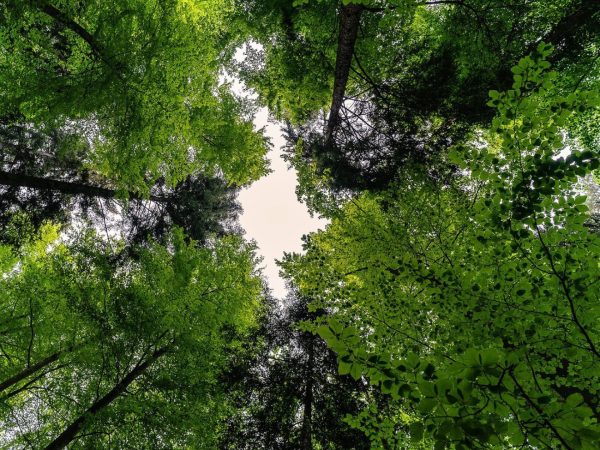 ESG: o desafio corporativo para atender à demanda global de sustentabilidade