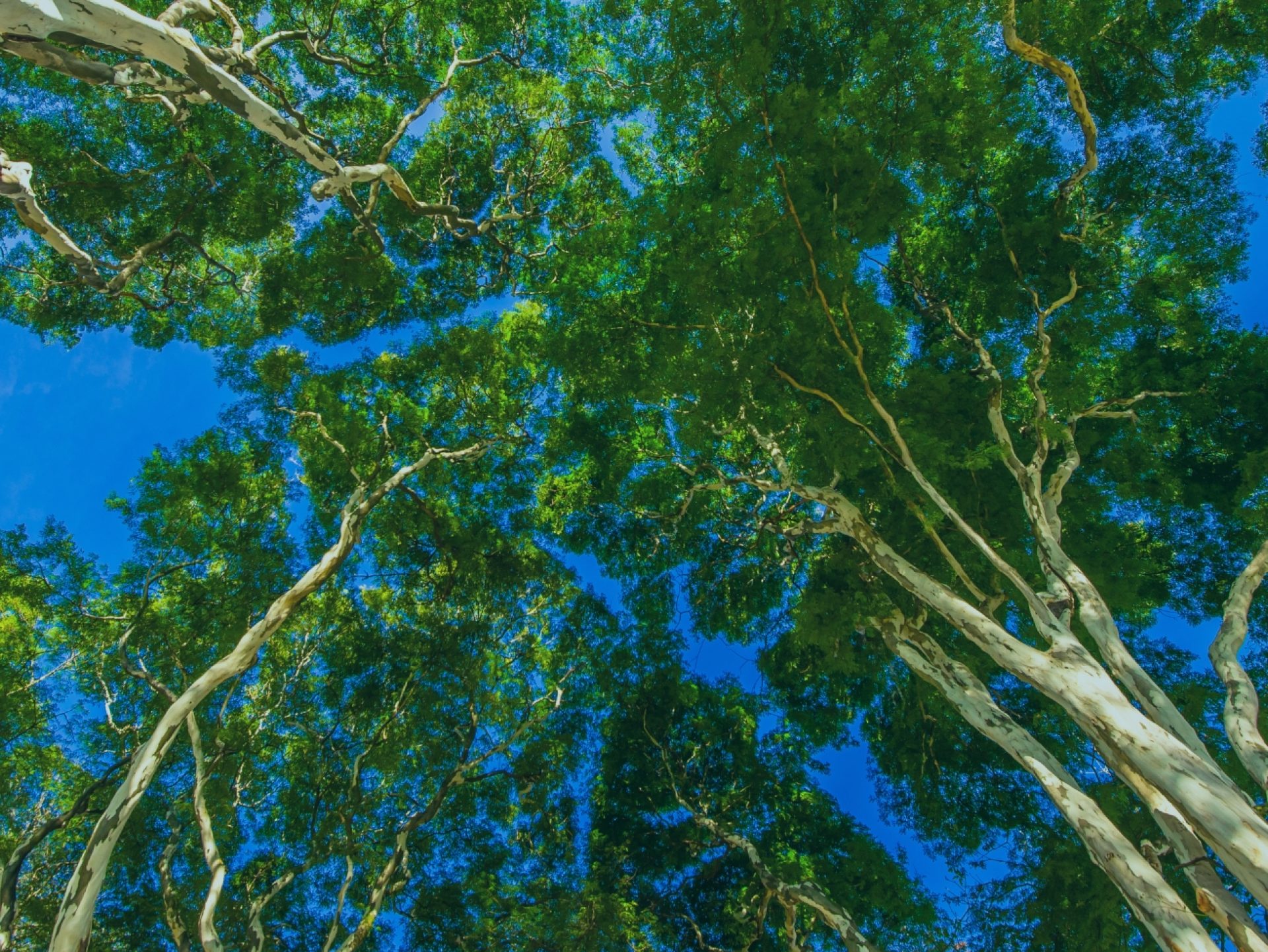 O Congresso tem decisão importante na questão do licenciamento ambiental