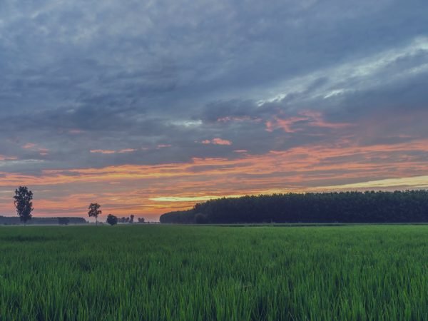 OPERAÇÃO DECLARA AGRO: PARCERIAS RURAIS SOB A LUPA DA RECEITA FEDERAL